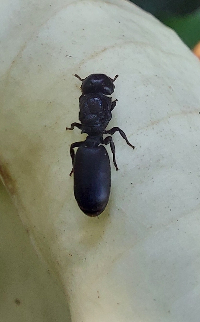 Cephalotes pusillus from RG7J+CXR, Limpio, Paraguay on November 10