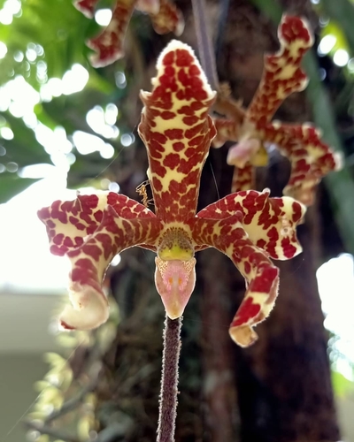 Low's Dimorphorchis