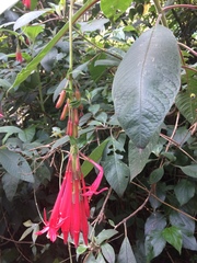 Fuchsia boliviana image