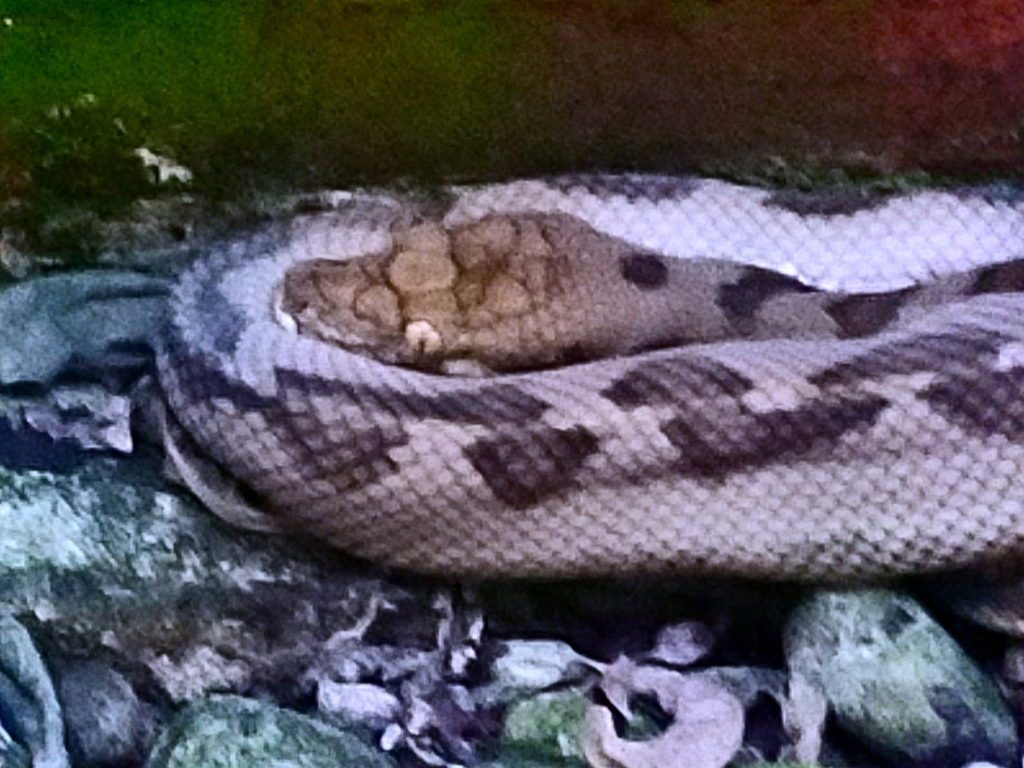 Halmahera Python from CP88+GX3, Koli, Kec. Oba, Kota Tidore Kepulauan ...