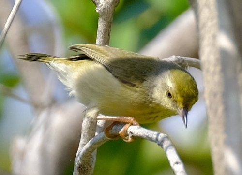 Stripe-throated Jery