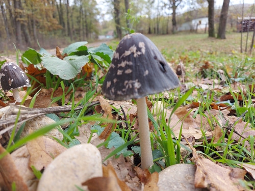 Magpie Inkcap