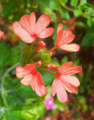 Crossandra nilotica