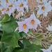 Solanum paniculatum - Photo 由 Rodrigo S 所上傳的 (c) Rodrigo S，保留所有權利
