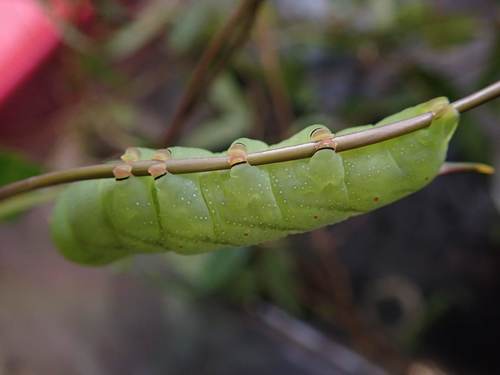 Maile Pilau Hornworm