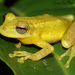 Mesa Quintero Snouted Tree Frog - Photo (c) Cesar Barrio-Amorós, all rights reserved