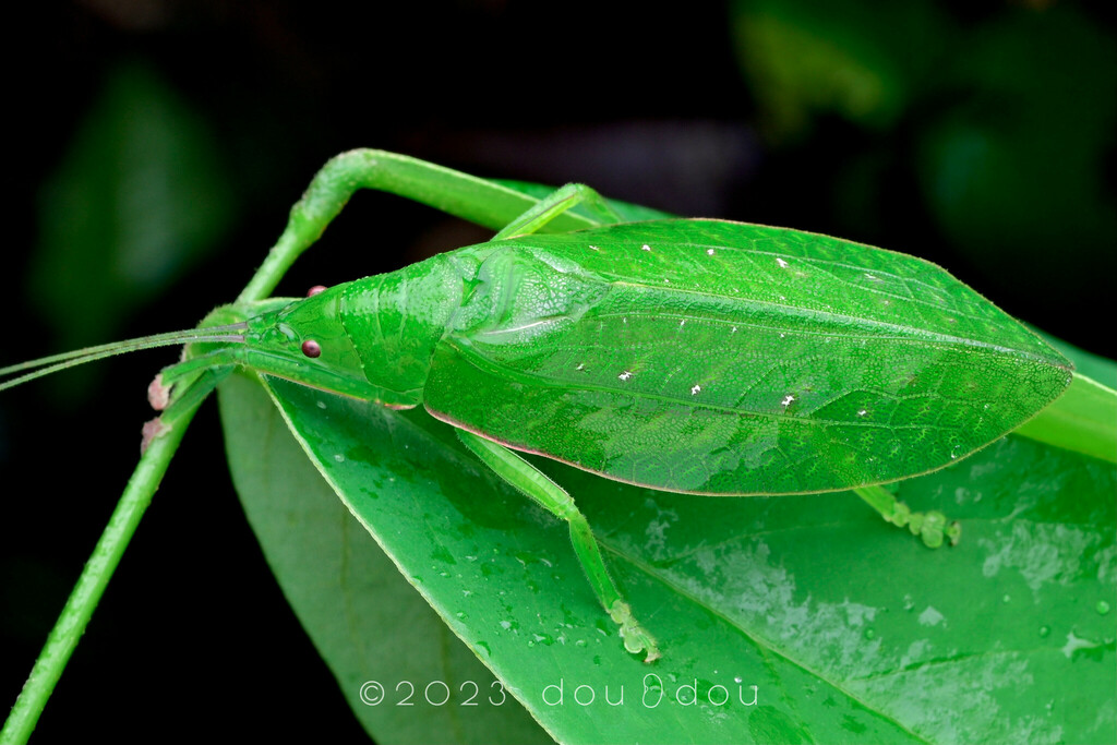 Phyllomimus sinicus from 中国贵州省黔南布依族苗族自治州荔波县茂兰镇 on July 30, 2023 at 09: ...