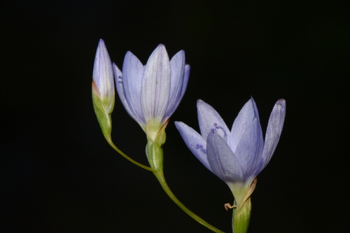 Rock Satin (Geissorhiza lithicola)