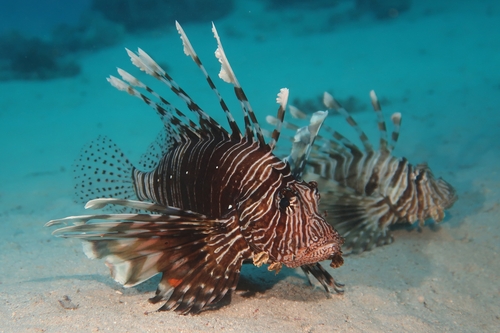 Indian Lionfish