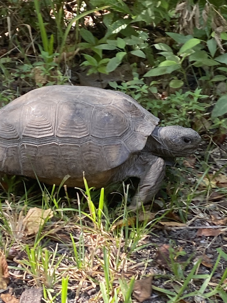 Gopher Tortoise in November 2023 by safarifamily · iNaturalist