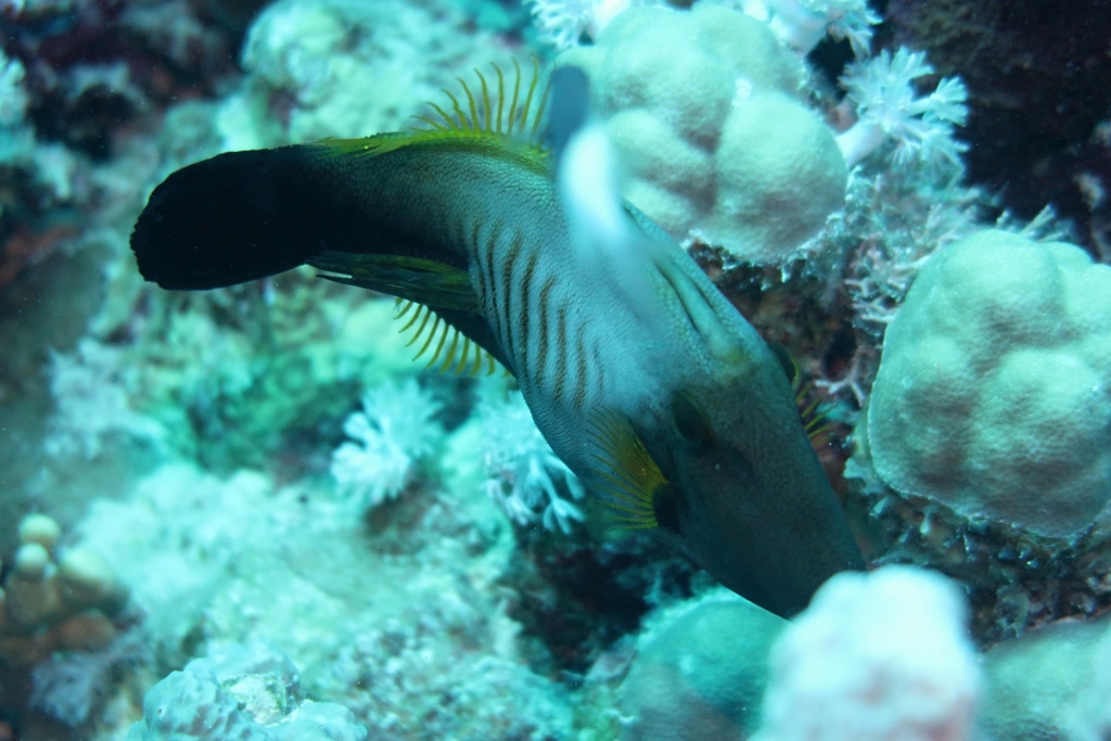 Broom Filefish from Marsa Shagra Halaib W Shalatin، 22km North، Marsa ...