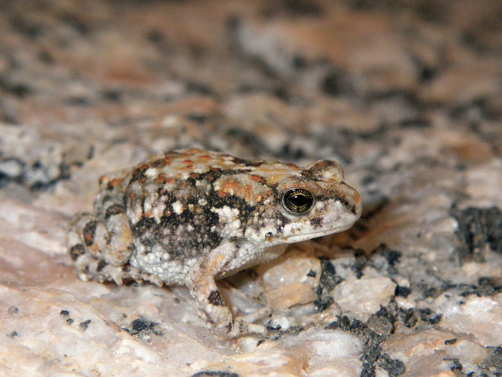 Hoesch's toad from Arandis, Namib-Naukluft, NA-ER, NA on March 11, 2011 ...