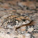 Hoesch's Toad - Photo (c) David Montgomery, all rights reserved, uploaded by David Montgomery