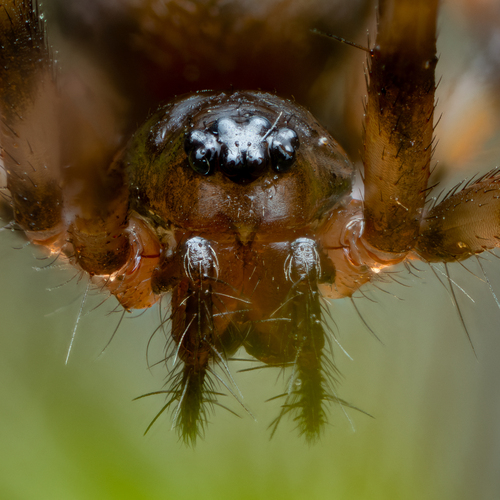 Lepthyphantes