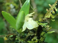 Epidendrum scharfii image