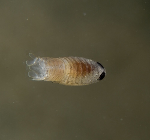 Excorallana truncata