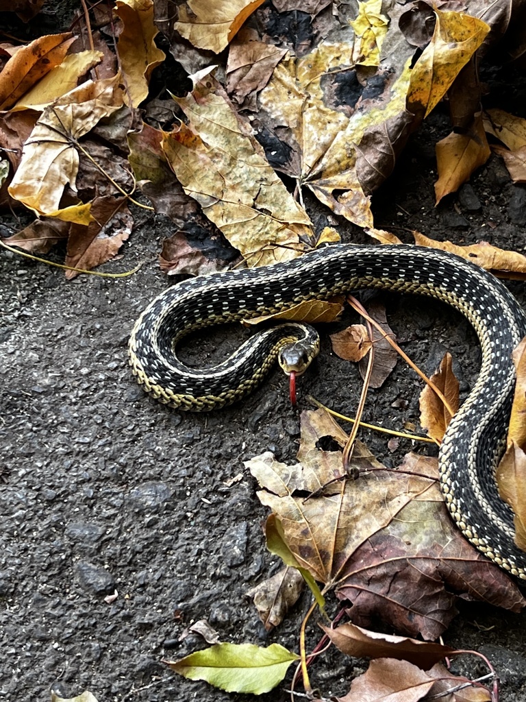 Common Garter Snake from Mulberry St, Stamford, CT, US on November 11 ...