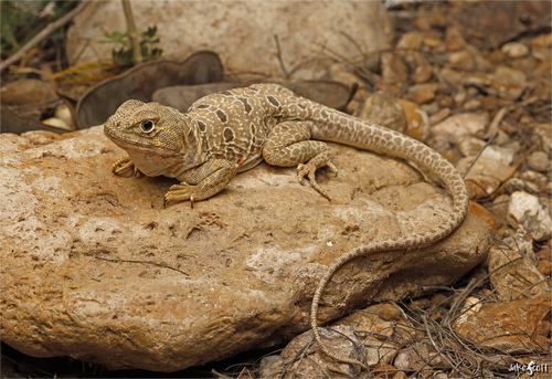 Crotaphytus reticulatus Baird, 1858