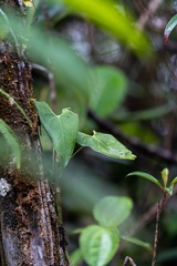 Anthurium folsomianum image