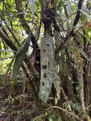 Anthurium wendlingeri image