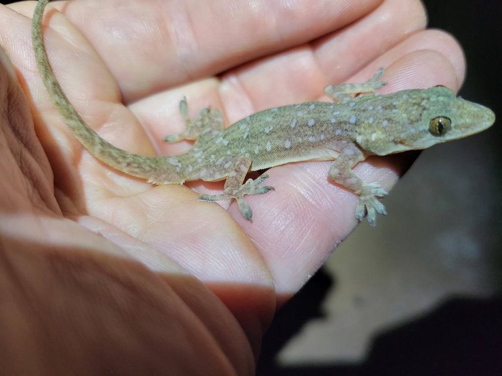 Hemidactylus garnotii from 44 บ้านห้วยขมิ้น ม.17 Tambon Mae Nachon, Amphoe Mae Chaem, Chang Wat Chiang... 