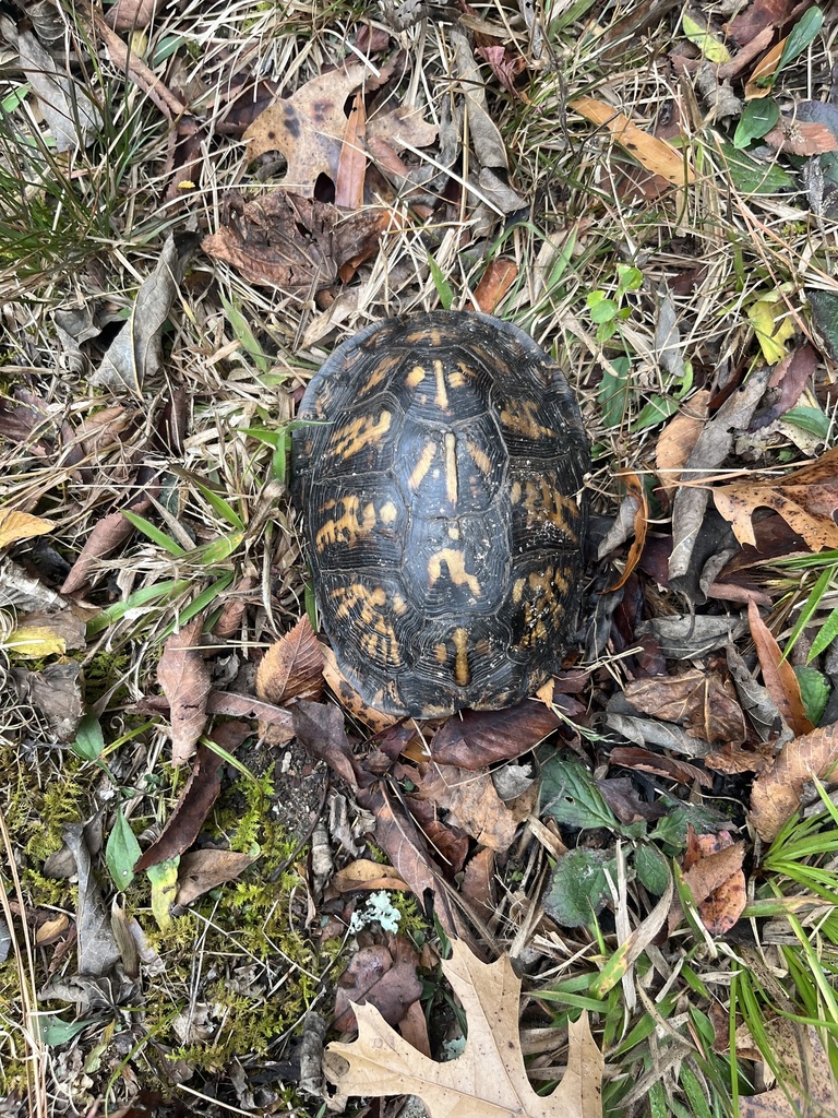 Eastern Box Turtle In November 2023 By Justin Spencer INaturalist   Large 