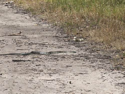 Tiger Snake sighting