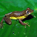 Olive Snouted-Treefrog - Photo (c) J.P. Lawrence, all rights reserved, uploaded by J.P. Lawrence