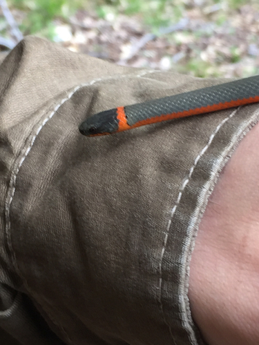 iNaturalist observation photo of Ring-necked Snake