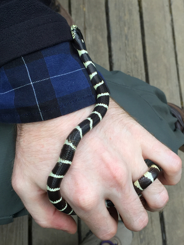 iNaturalist observation photo of California King Snake