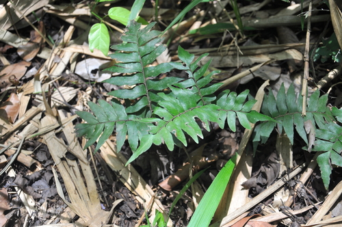 Adiantum argutum