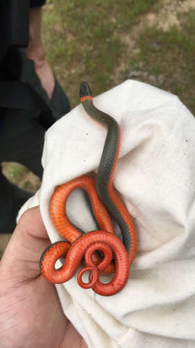 iNaturalist observation photo of Ring-necked Snake