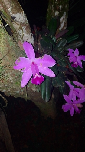 Praestans Cattleya