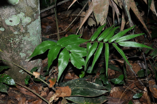 Adiantum dolosum