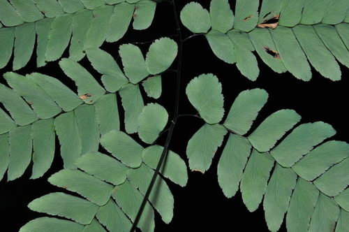 Adiantum glaucescens