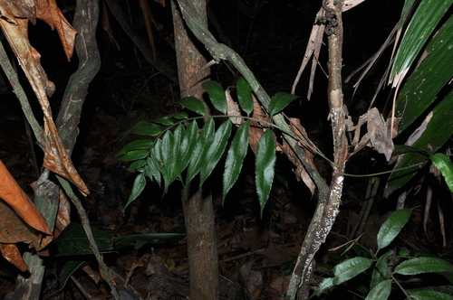 Mickelia guianensis