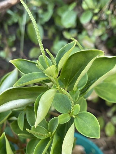 Peperomia leptostachya