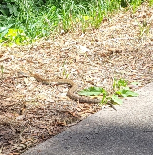 Tiger Snake sighting