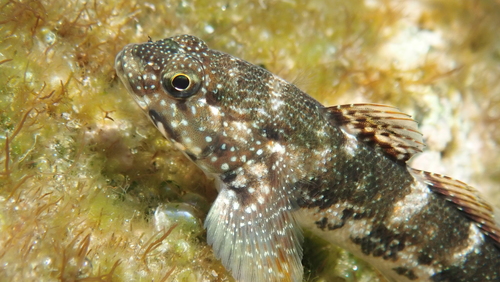 Madeira Goby