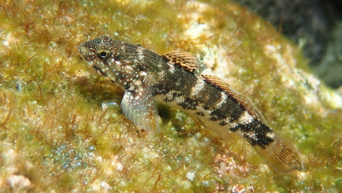 Madeira Goby