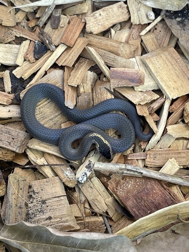 Golden-crowned Snake sighting