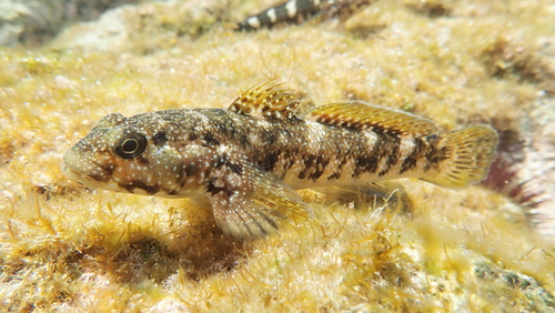 Madeira Goby