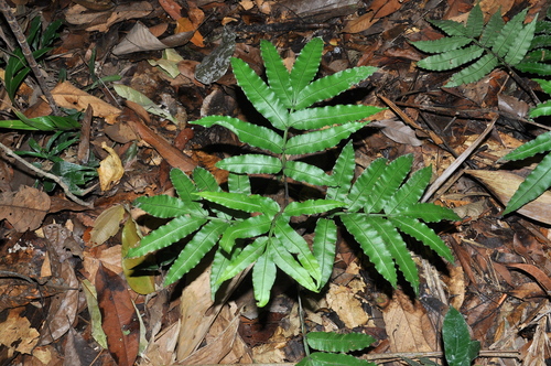 Danaea leprieurii