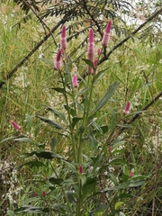 Celosia argentea image