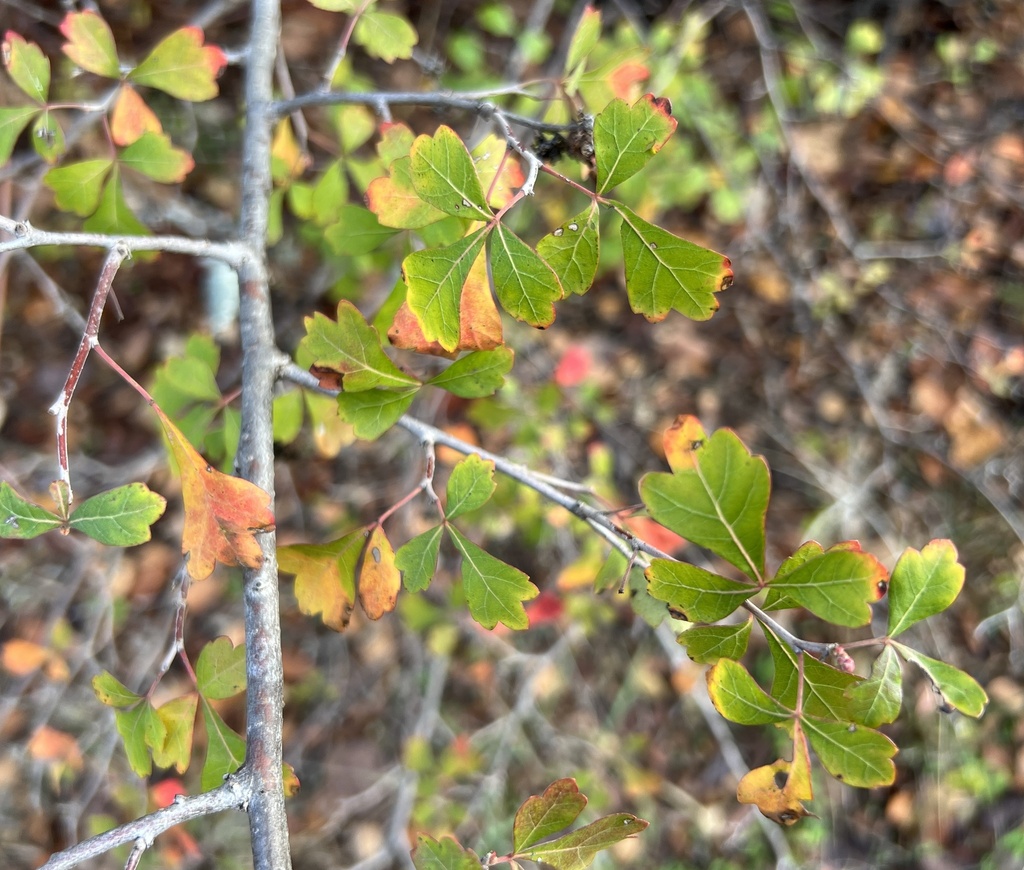fragrant sumac from Thousand Oaks at Austin Ranch, The Colony, TX, US