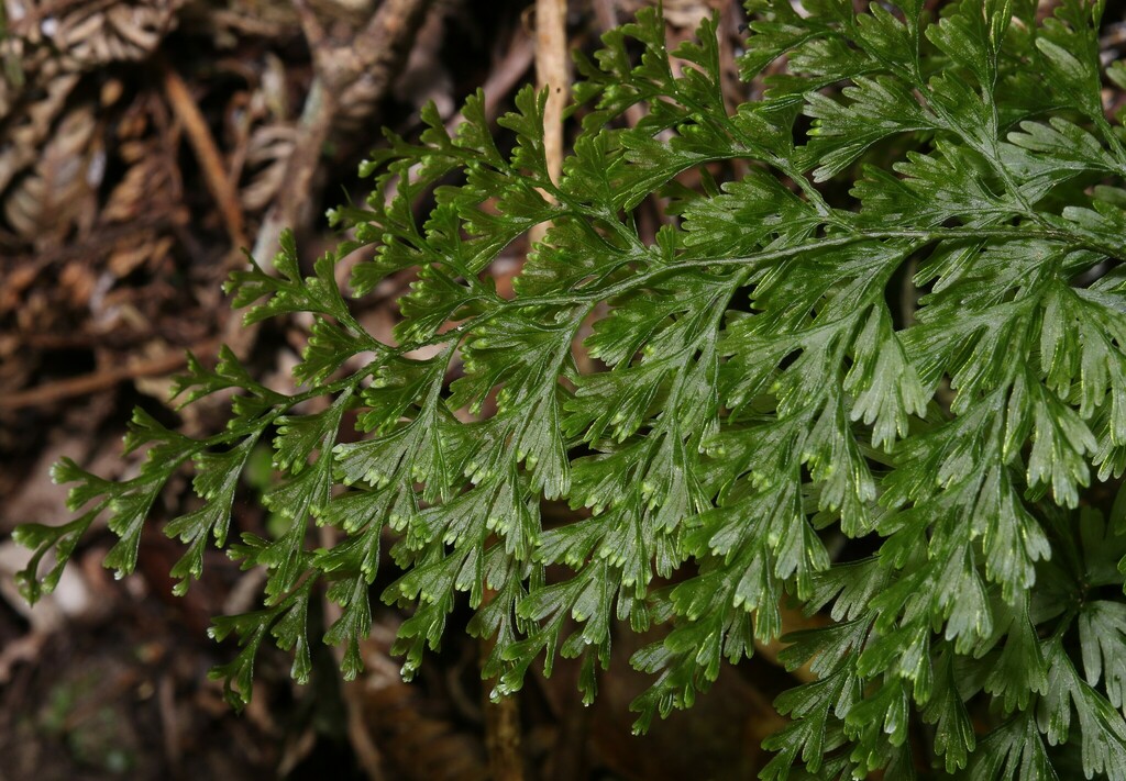 drooping filmy fern from Eastbourne, Lower Hutt 5013, New Zealand on ...