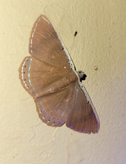 Image of Palyas pallicosta