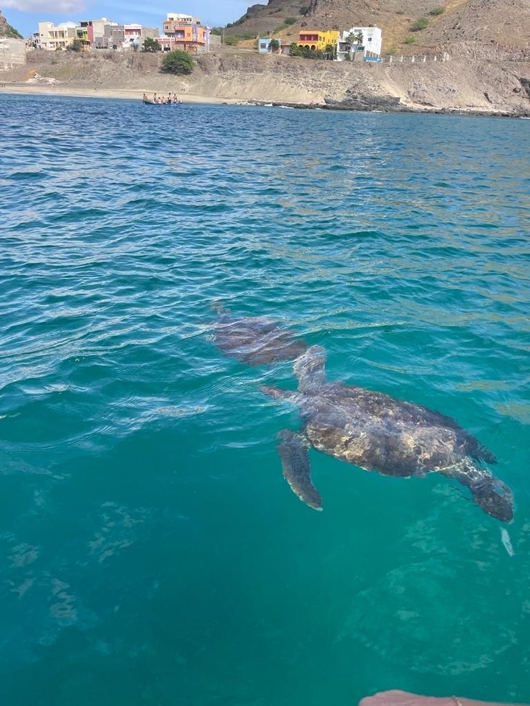 Green Sea Turtle In November 2023 By Ot P Rez Larumbe INaturalist   Large 