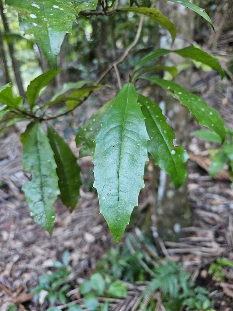 Featherwood from Tallebudgera Valley QLD 4228, Australia on November 12