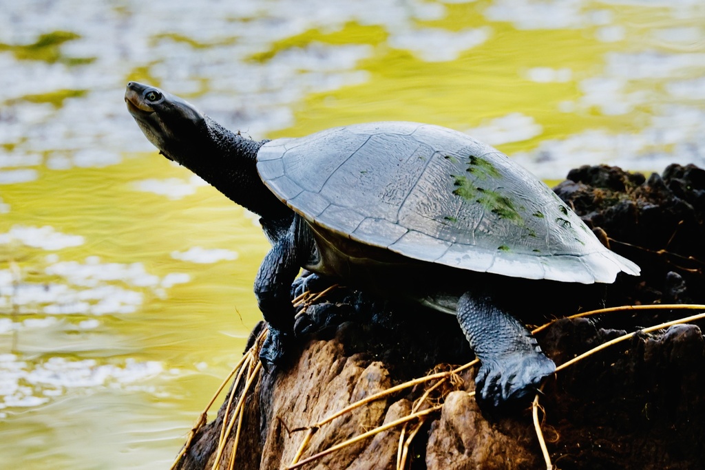 Macquarie Turtle from Centenary Lakes - Cairns Botanic Gardens, Edge ...